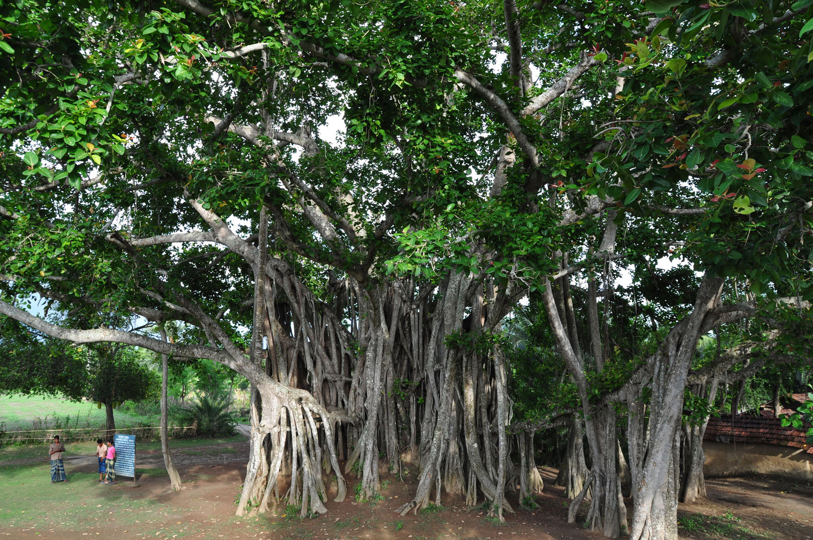 A banyan tree in Bangladesh